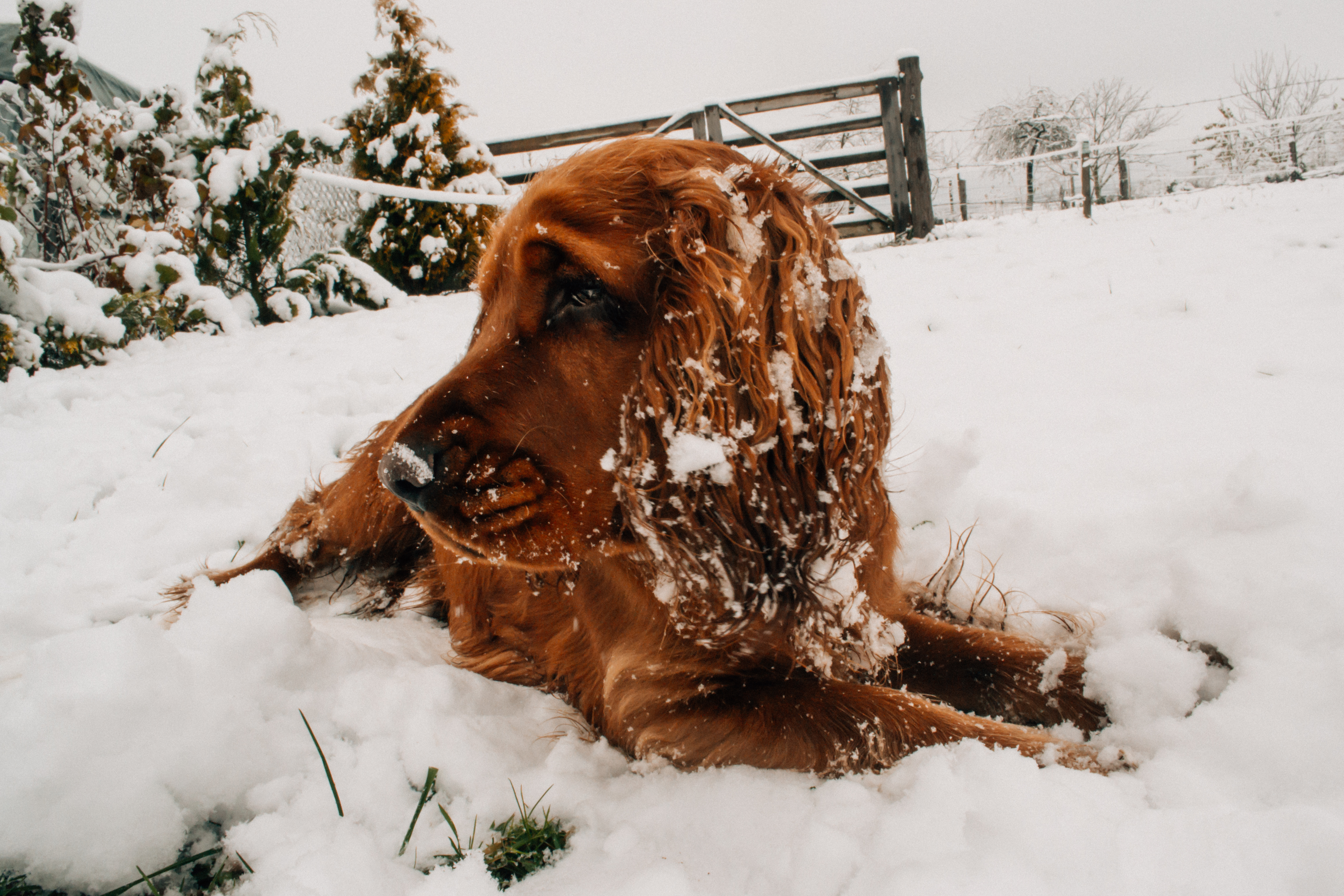 Winter Heating Options for Pets