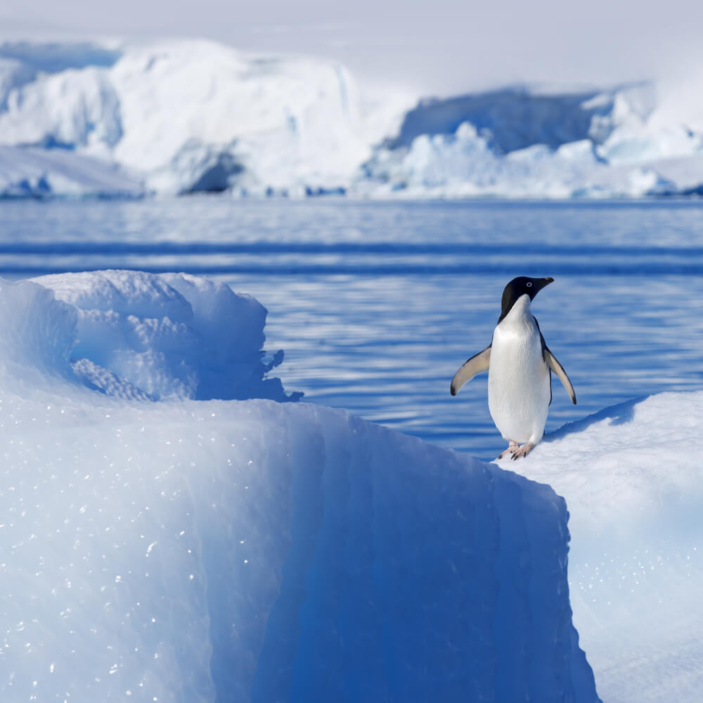Penguin in Antarctic